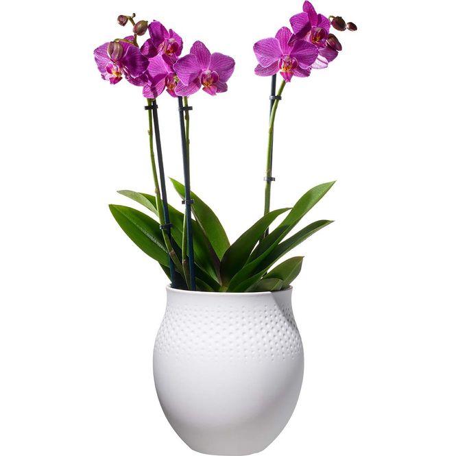 Hovedbilde Villeroy & Boch Collier Blanc Perle stor vase ...